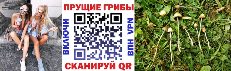 дарк нет официальный сайт цена Ардатов Галлюциногенные грибы мухоморы